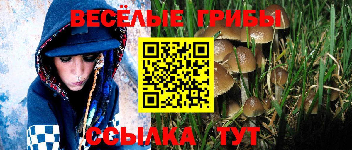 Псилоцибиновые грибы прущие грибы  Вход с VPN  Псилоцибиновые грибы Psilocybine cubensis  Лесной 